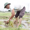 Farmers in South Central region suffer from loss of crops