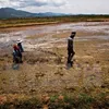 Mekong Delta loses 500ha annually