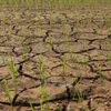 Mekong Delta region to cope with drought and salinisation