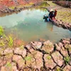 Locals join hands to fight against saline intrusion