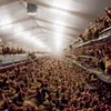 Chicken farmers learn from European industry