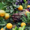 Tu Lien Kumquat village prepares for Tet Holiday