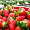 Developing building Da Lat strawberry brand