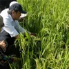 Saline-resistant system proves effective in Tra Vinh