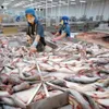 Tra fish exports to China increase by 90%