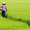 Quang Tri recovers rice fields after cold snap