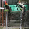 Long-tailed chickens introduced in Vietnam