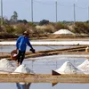 Ho Chi Minh City buy salt from farmers in Can Gio