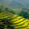 Lao Cai’s new destinations increasingly attractive to tourists