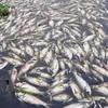 Banks support fishermen following mass fish deaths