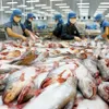 Mekong Delta to form sustainable Tra fish supply chains