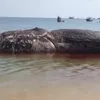 Dead whale buried on land