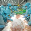 Pangasius exports on the rocks