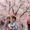 Japanese cherry blossom festival kicks off in Hanoi