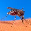 HCM City releases Zika treatment procedures