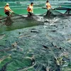 Sapa to develop cold-water fish farming