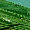 First Tea festival launched in Moc Chau