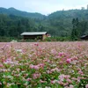 Buckwheat flower festival