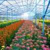 Flower trading floor to be launched