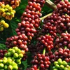 VN coffee output may fall