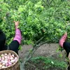 Tourists enjoy plums at Moc Chau Plum Harvest Festival