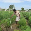 Ninh Thuan converts crops to save water