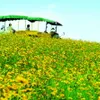 Nghe An host Vietnam's biggest sunflower festival