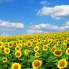 Nghe An hosts vietnam's biggest sunflower festival