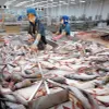 Tra fish exports to UK rise sharply