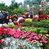 Hi-tech flowers popular ahead of Tet