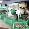 Foreign purchases of Vietnamese seafood to be better monitored