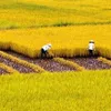Mekong agriculture lacks FDI