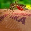 Việt Nam prepares to fight Southeast Asia Zika boom