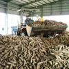 Low cassava prices plunge farmers into despair