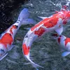 Koi fish raised in Binh Dinh