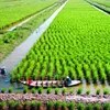 Agriculture restructuring in the Mekong Delta