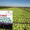 Binh Dinh farmers expand clean vegetable model