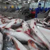 Tra fish may face higher US import taxes