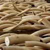 Illegal ivory trade busted