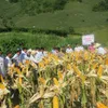 Change from rice to corn a success in mountains