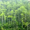 Efforts to manage forest exploitation