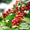 Coffee geographical indication export challenges