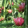 Australia considers dragon fruit imports from Vietnam