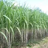 Sugarcane growing suffers from saline intrusion