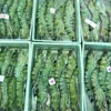 Shrimp exports to UK plunge slightly