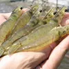 Shrimp exports likely to rebound in first half of 2016