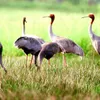 Tram Chim National Park welcomes red-crowned crane