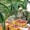 Vietnamese dragon fruit comes back to Taiwan