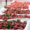 First batch of lychee irradiated at Hanoi facility