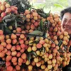 Vietnam boosts lychee exports